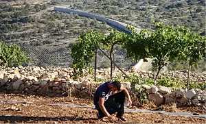 In an outdoor, elevated rural landscape, a young man wearing a dark t-shirt and dark pants crouches down to tend to the soil in the foreground, near a low stone retaining wall and leafy grapevines, while a chain-link fence and a long concrete separation barrier snake through the arid, tree-dotted hillside in the background.